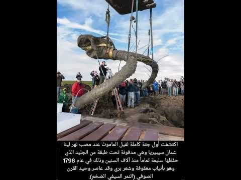 اكتشاف بقايا لجثة حيوان الماموث المنقرض Shorts Viral Fyp