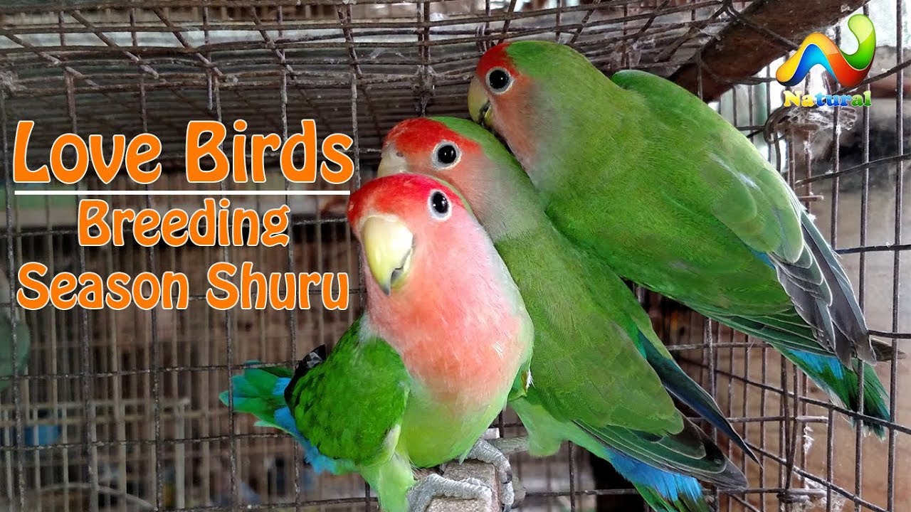video phone beyonce mp3 Love Birds Breeding Season Shuru | Budgies Breeding Season