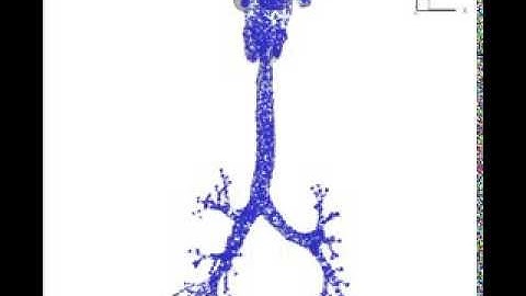 A simulation of lung function