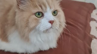 Mimi lifestyle catlife by Cat life 787 views 3 weeks ago 1 minute, 24 seconds