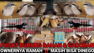 PUSAT ANEKA JENIS BURUNG IMPORT \u0026 LOKAL ‼️STOKNYA RATUSAN EKOR || OWNERNYA RAMAH BISA DINEGO LAGI‼️