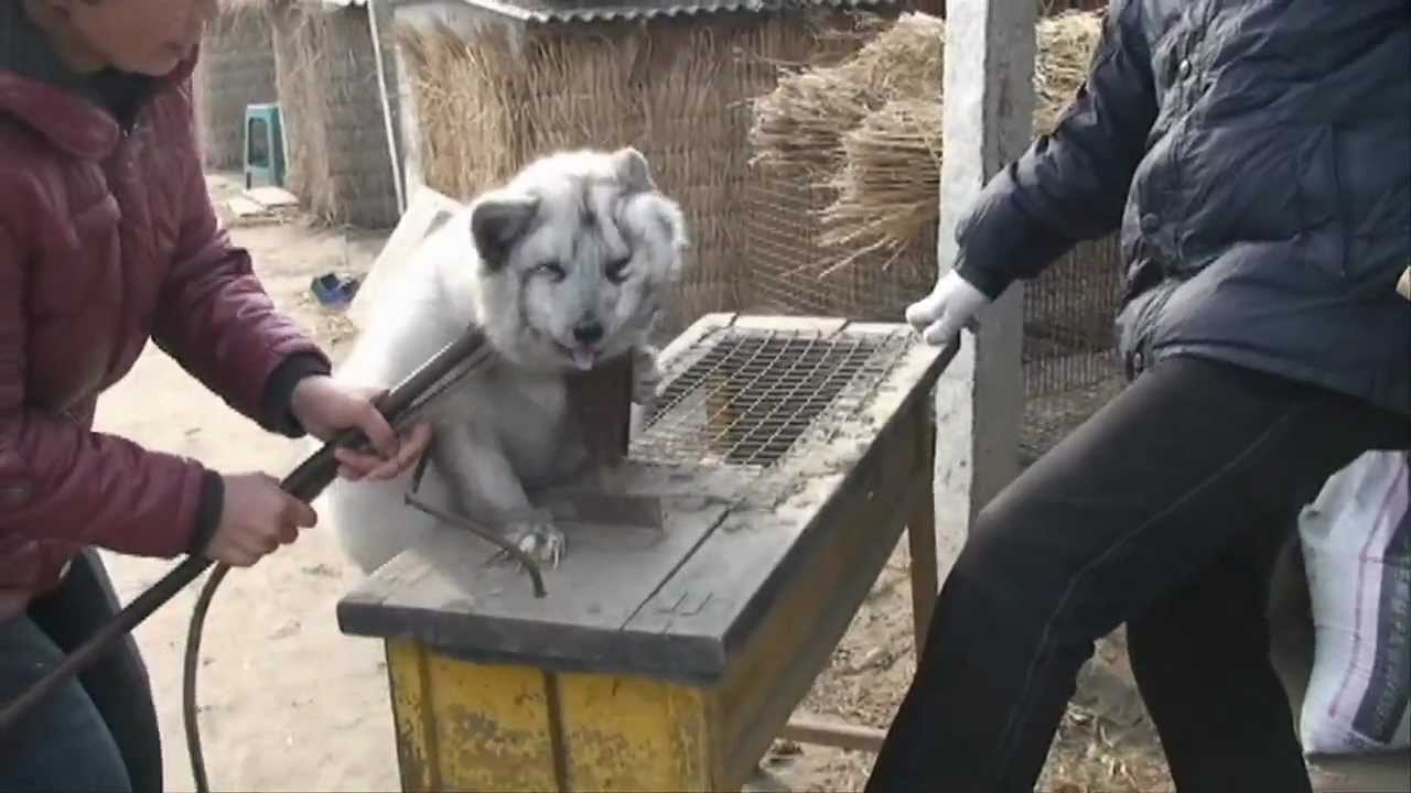 This has to stop! Animal cruelty