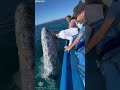 Friendly Grey Whale Kisses Boat Passengers