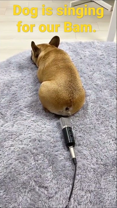 dog singing a Bam. #shorts #status