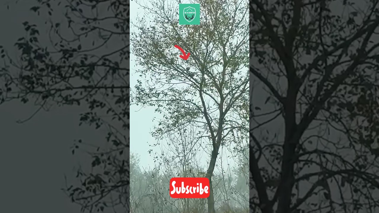 OMG 😱 Dove Hunting With Airgun | Gamo Whisper X | Deadshot #airgunhunting