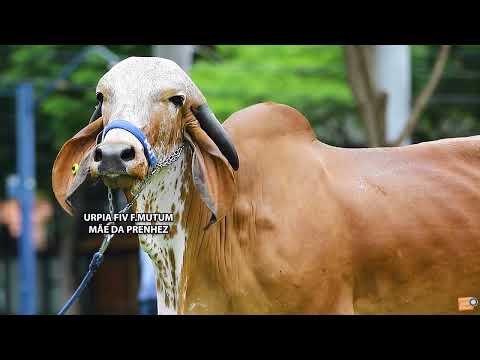 LOTE 02   MUT 5046
