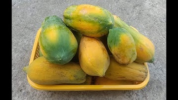 Cách phân biệt cây đu đủ cái và cây đực. Thanh Thủy HB