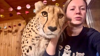 Cheetah treats on a cold snowy day! Gerda never gets bored.