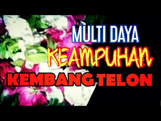 MULTI DAYA KEMBANG TELON class=