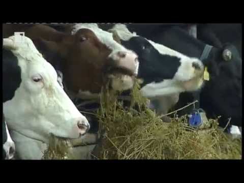 Video: Kakšne velikosti so plošče za govedo?