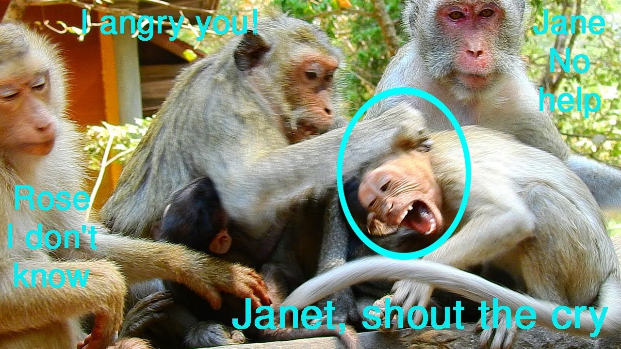 Monkey Janet attack by Blacky because angry Janet get milk from Jane