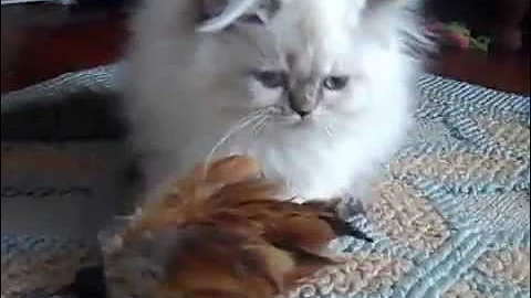 Video 6780001: playful himalayan persian kittens, lynx point himalayan, himalayan male