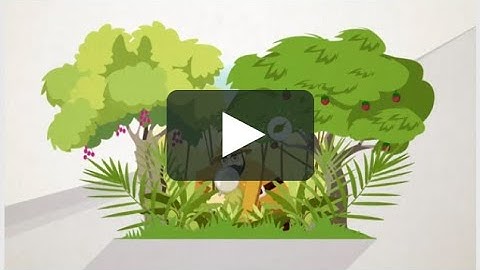 Custom | Visual Option for 2D Explainer Videos