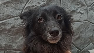 How to feed a sick dog...How to feed a dog when it is sick How to feed a sick dog...How to feed a dog when it is sick
