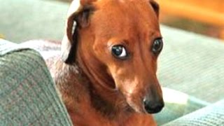 Funny Guilty Dog Videos Compilation 2016 [Best Of]