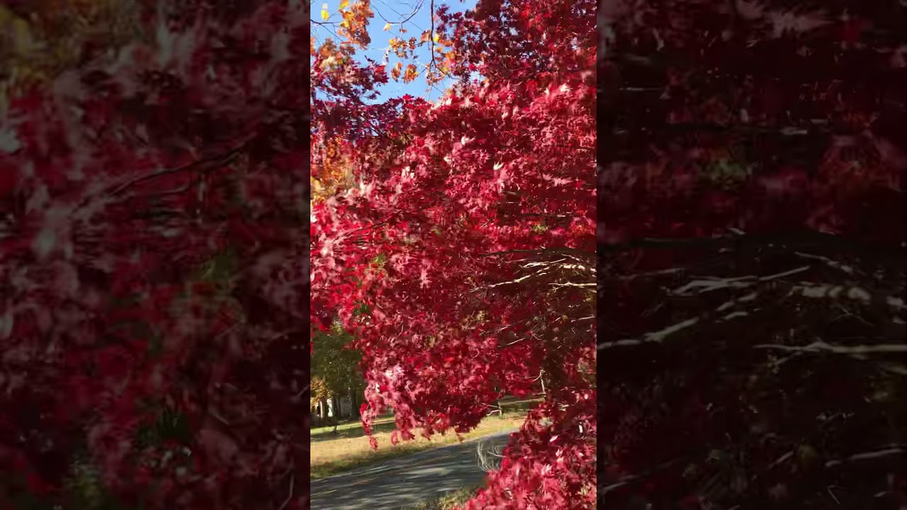 Beautiful red leaves