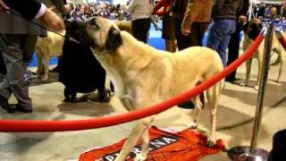Anatolian Shepherds