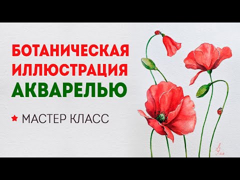 Уроки рисования для начинающих: как нарисовать красные маки