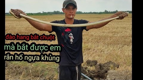 SĂN BẮT CHUỘT ĐỒNG. // đào hang bắt chuột mà được em rắn hổ ngựa khủng