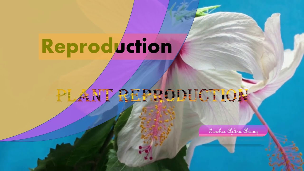Plant Reproduction YouTube