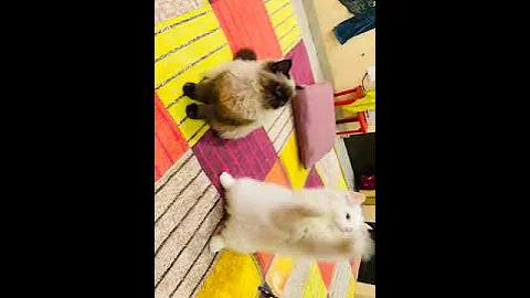 Video 11119541: persian kitten playing
