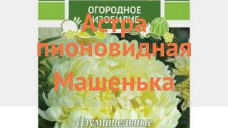 Астра пионовидный Машенька (mashenka) 🌿 астра Машенька обзор: как сажать семена астры Машенька