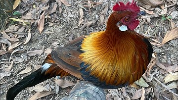 bẫy gà rừng mới nhất 9/2/2025/. em bổi tơ mã vàng siêu đẹp 👍