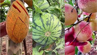 Hoa quả Trung Quốc cực đã mắt - ăn trái cây tại vườn #61 #fruit #tiktokchina