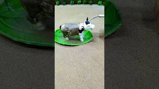 Mini motor water pump science project video and mini cow bath video #shorts # 491