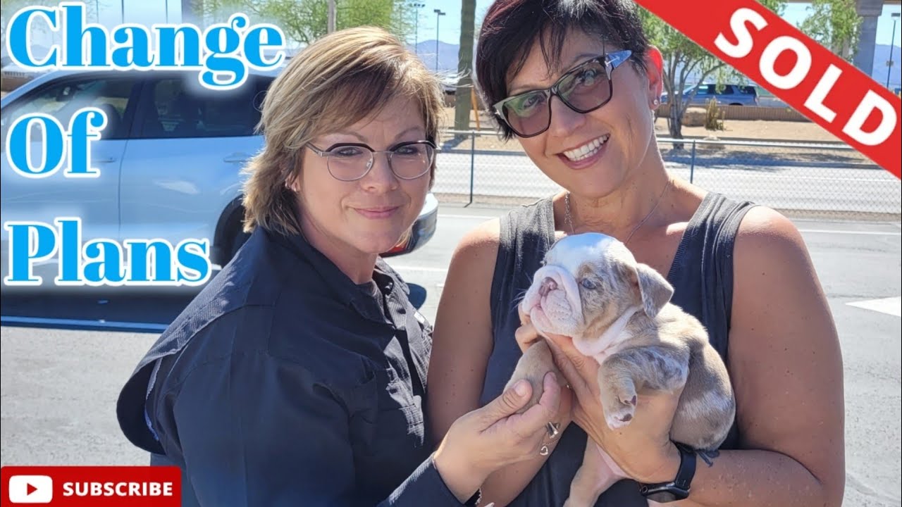 Sold My Keeper Lilac Tri Merle Female.. (This is why)