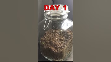 Ecosystem Growing in a Jar