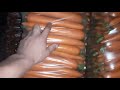 Молодая Морковь На Рынок Великие Копани