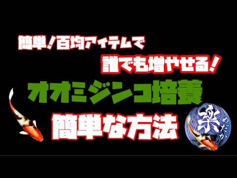 簡単！鶏糞ペレットでオオミジンコ培養！ダイソーで買えるアレ鶏糞ペレットで簡単培養！　ミジンコ増やしてメダカを太らせよう！　冬対策@rakumedaka