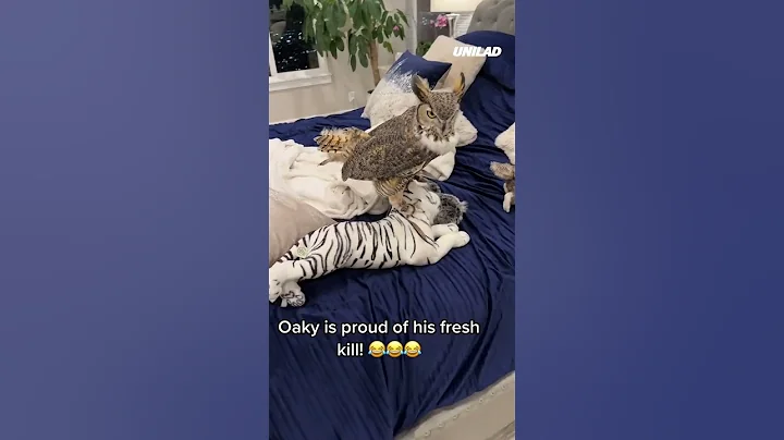 🦉 Proud of his capture #shorts - DayDayNews