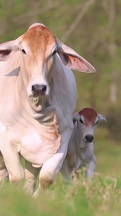 Sapi brahman #sapibrahman #shorts #sapi