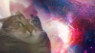 Cat Transcendence limitless