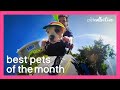 Best Pets of the Month (June 2020) | The Pet Collective