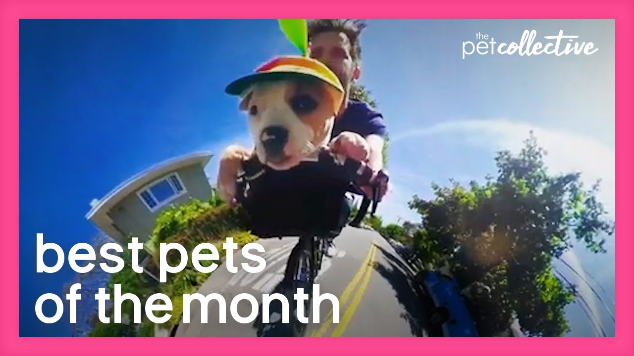 Best Pets of the Month (June 2020) | The Pet Collective