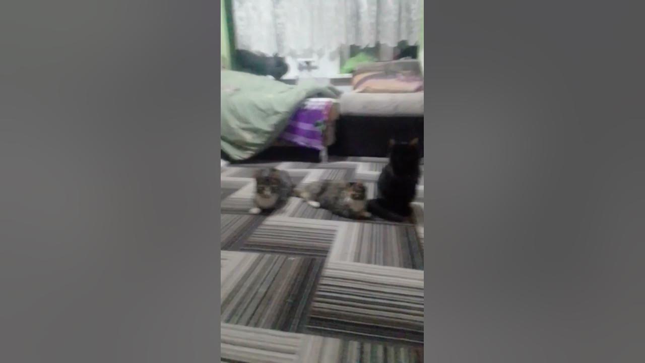 Банда Котов - YouTube