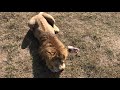 У Малыша зверский аппетит! Тайган. Lion Malysh eats very well! Taigan. Crimea