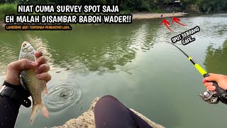 WADER BABON TAKLUK SAMA UMPAN INSTAN INI!! Mancing wader umpan AMIS GOLD spot sungai Bogowonto