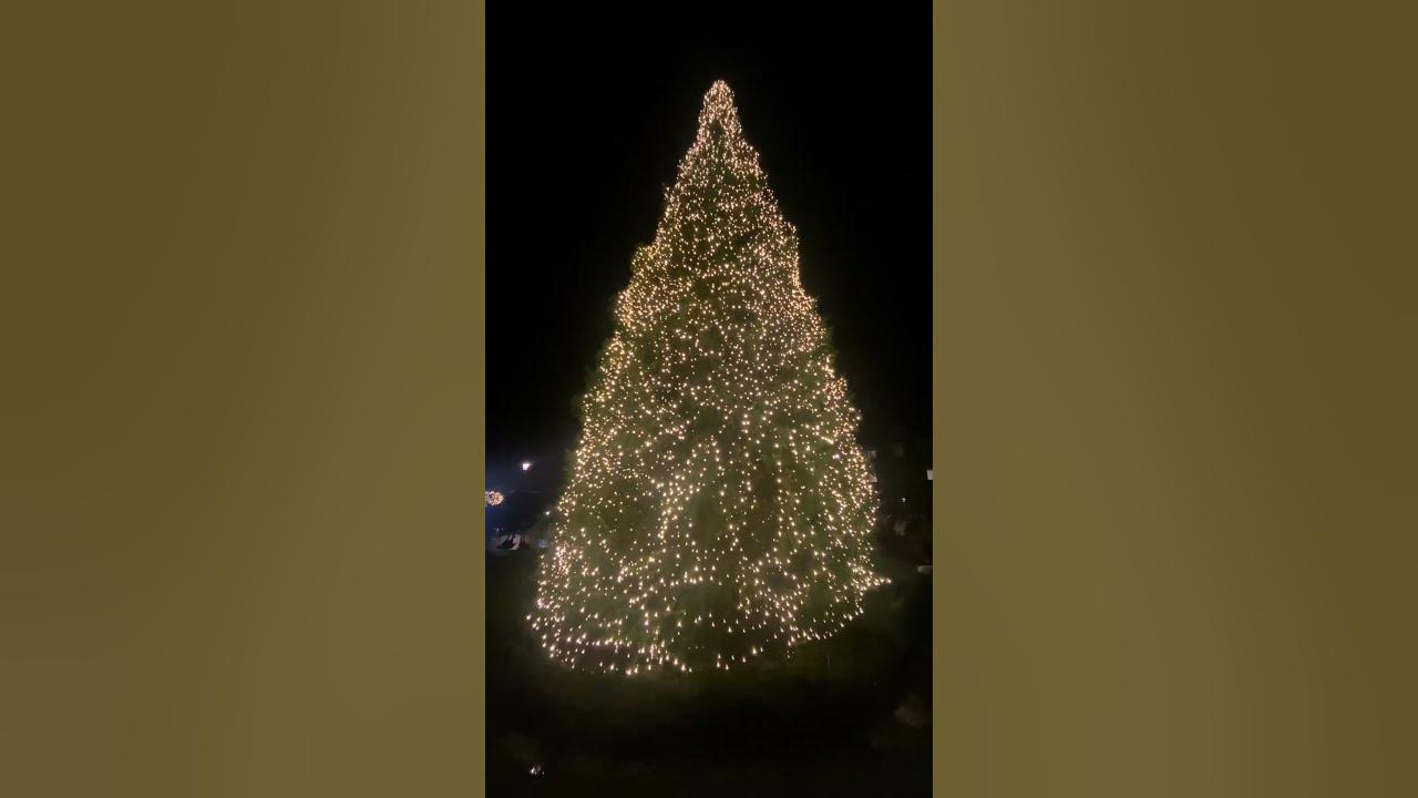 25 Nov 22 christmas tree in gleneagle hotel lights on🎄gleneagles gleneagleshotelscotland