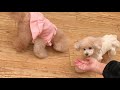 【可愛いフリル】犬と生活ニットワンピース2021秋冬【犬服】