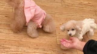 【可愛いフリル】犬と生活ニットワンピース2021秋冬【犬服】