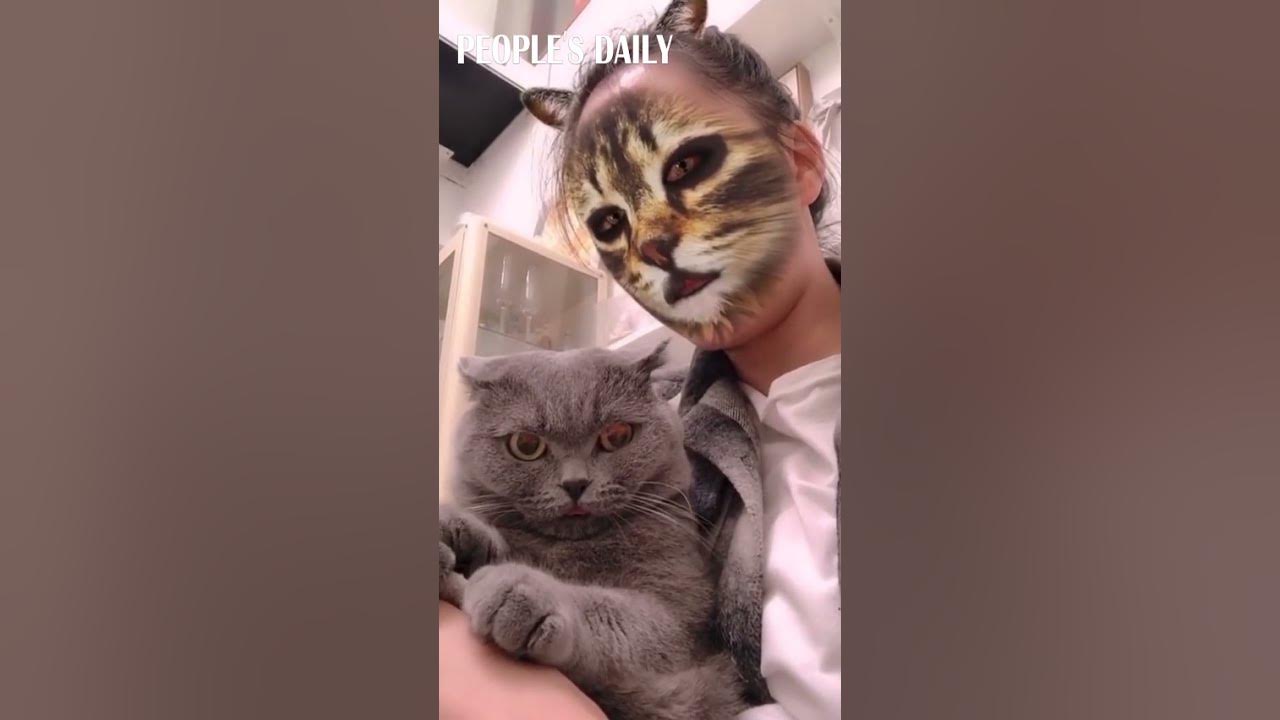 Cats reacting to a cat filter : r/funny