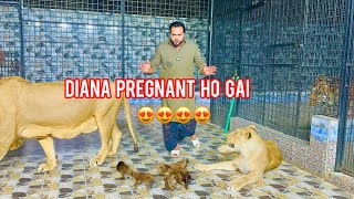 Ab ayein gay hmaray farmhouse pr bhi chotay chotay lion cub