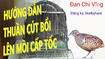 bẫy cút rừng/Quail trap/Hướng dẫn thuần cút rừng lên mồi@Đan Chi Vlog