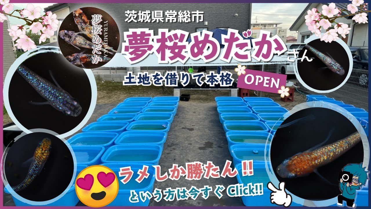 【つかさめだか】クロノスフレーミングラメ（夢桜めだか様直系）トリオ めだか メダカ 現物