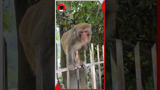 Famous Greedy Monkey Refused To Stop Taking Food 🍌🤣 #shortsvideo Profile