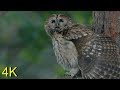 Waldkauz -- Tawny Owl / Buzzard as Visitor